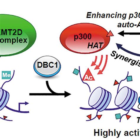 A Proposed Model In Which Dbc1 Plays A Critical Role In Regulating The