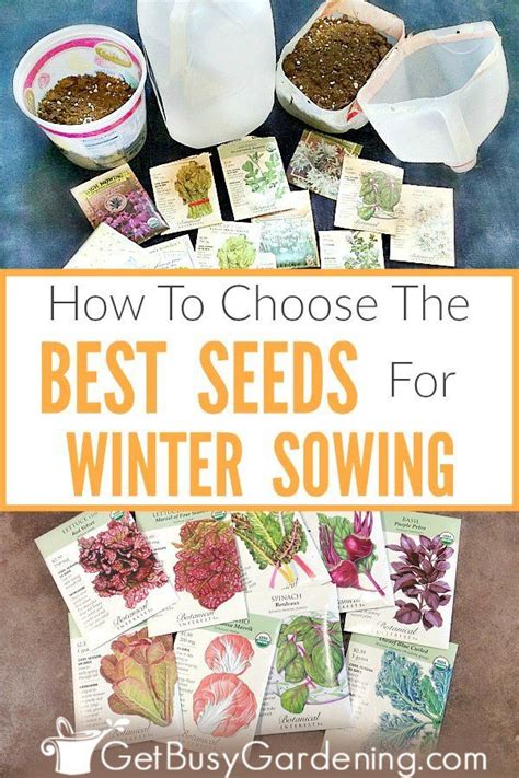 How To Choose The Best Seeds For Winter Sowing Seeds Sowing Garden