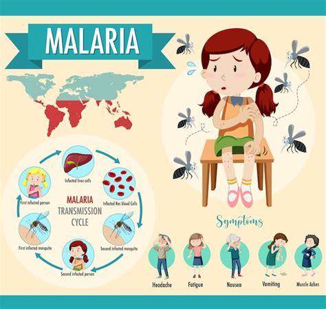 Infograf A De Informaci N Sobre S Ntomas Y Ciclo De Transmisi N De La