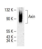 Axin抗体 G 3 SCBT Santa Cruz Biotechnology