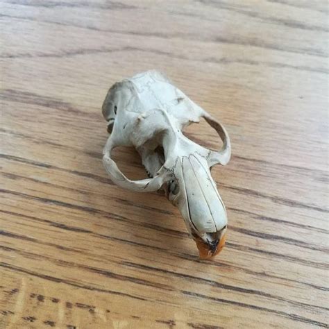 Nature Cleaned Muskrat Skull | Etsy | Bone jewelry, Skull, Jewelry