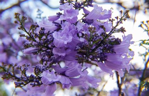 La Jacaranda A Parte De Su Colorida Belleza Conoce Sus Propiedades Medicinales Todo Para Ellas