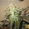 Cataract Kush Seeds - Strain Review | Grow-Marijuana.com