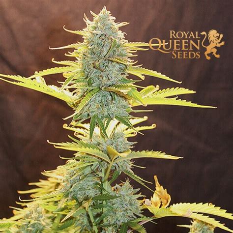 Fat Banana Automatic Royal Queen Seeds 3 Samen