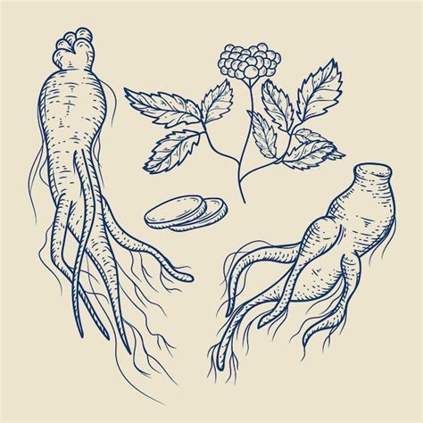 Premium Vector Realistic Hand Drawn Ginseng Plant Collection