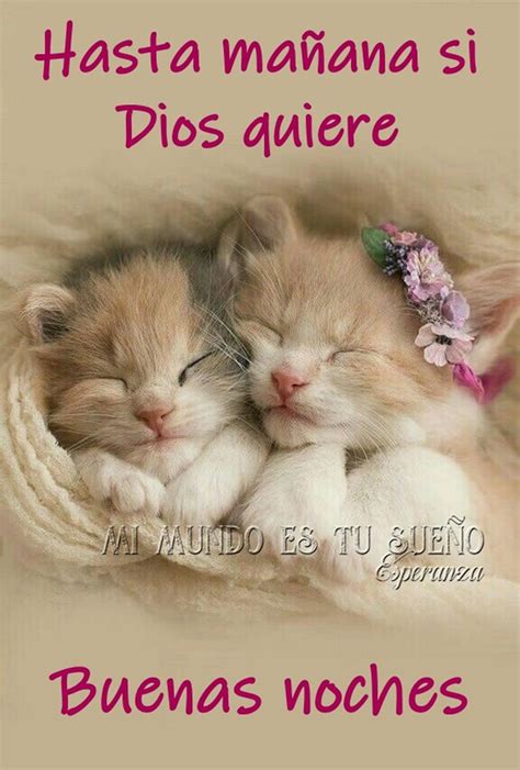 Pin De Patricia Jaramillo En Saludos Gato De Buenas Noches Saludos