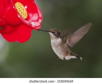 Female Hummingbird Hovering Feeder Stock Photo (Edit Now) 155034569