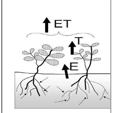 Describes The Components Of The Evapotranspiration Et Process Allen