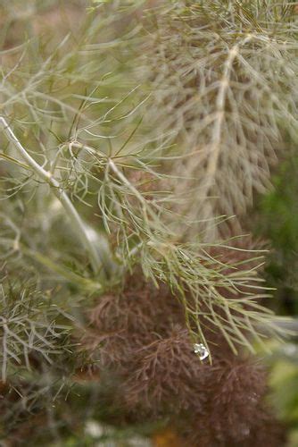 Foeniculum Vulgare Giant Bronze Bronze Fennel Leaf Flowers Fresh