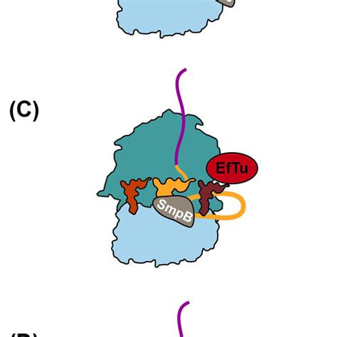 Ribosome Rescue By Trans Translation In Bacteria Download Scientific