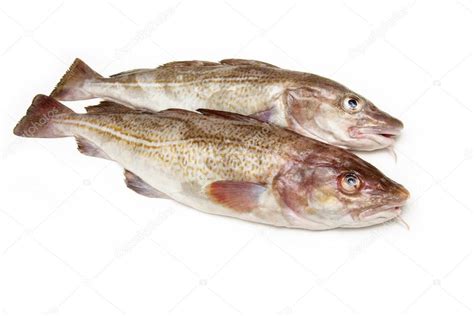 Couple of whole cod fish — Stock Photo © west1 #68247463