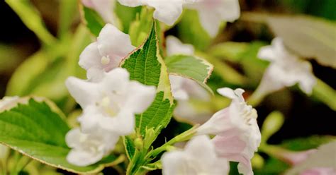 Weigela florida Nana Variegata Buntblättrige Weigelie Nana