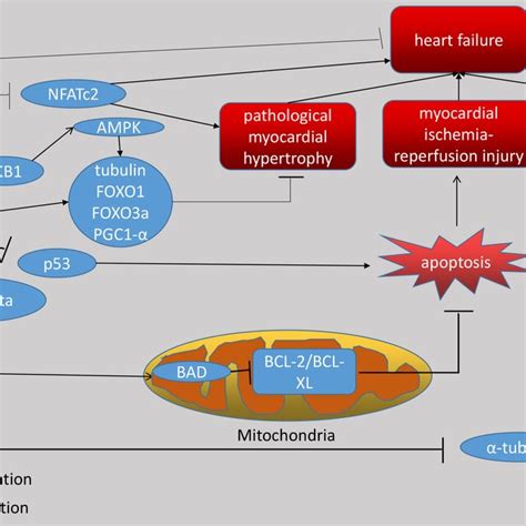 The Figure Shows That SIRT2 As A Deacetylase Has A Role On A Variety Of