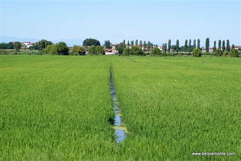 Coltivazione Del Riso In Piemonte Maseith