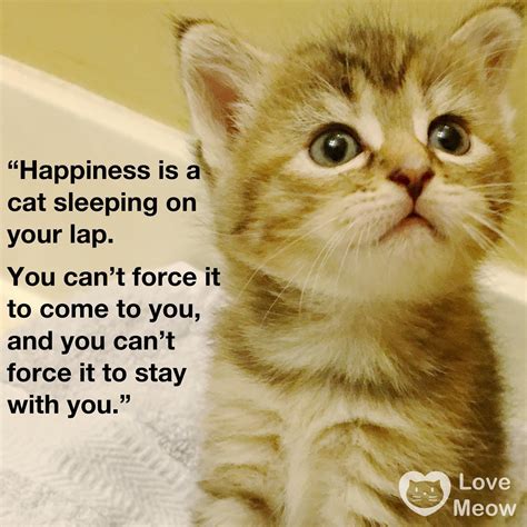 50 Cat Quotes That Only Feline Lovers Would Understand Artofit