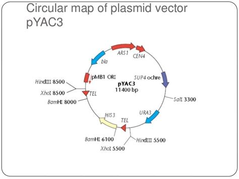 Yeast Artificial Chromosomes Yacs