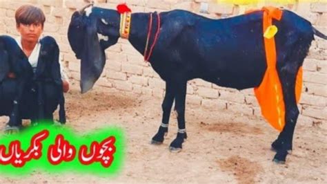 Goat Farming Beetal Or Makhi Cheeni Bachon Wali Or Gabhan Bakriya