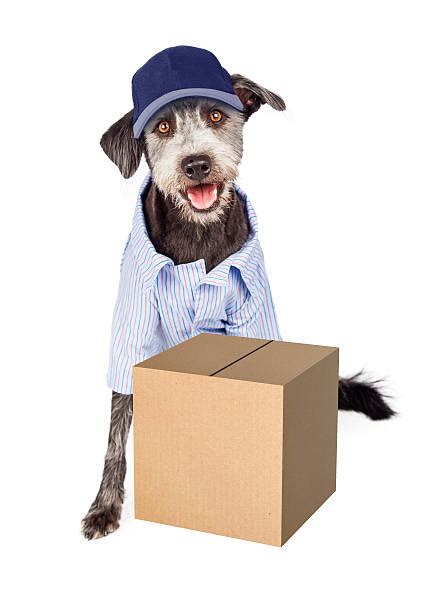 Best Mailman Funny Stock Photos, Pictures & Royalty-Free Images - iStock