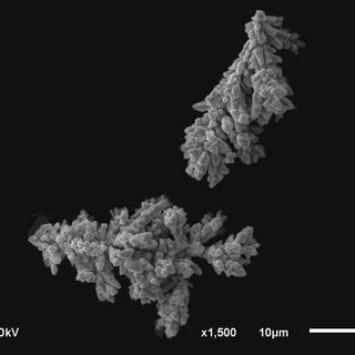 Copper powder particle size distribution curve | Download Scientific ...