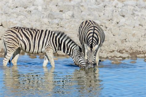 Premium Photo Wild Zebras Drinking Water In Waterhole In The African