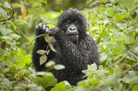 Amazing Rwanda Safari 7 Days Rwanda Gorilla Chimp Trekking Safari