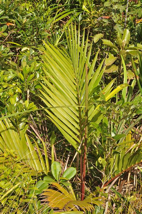 Heterospathe Plant Arecaceae Image At Phytoimages Siu Edu