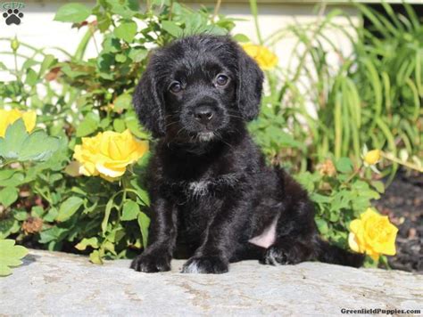 Tasha - Poogle Puppy For Sale in Pennsylvania