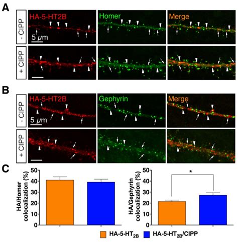 Contribution Of Cipp To Ht B Receptor Distribution At Excitatory