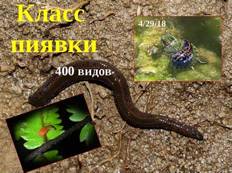 Пиявка » Скачать презентации PowerPoint бесплатно | Портал бесплатных ...