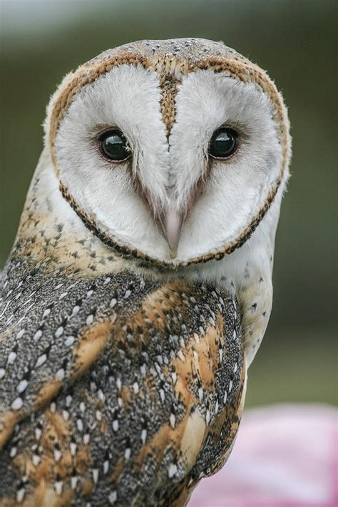 Beautiful Owls That Will Make You Stare Viewbug