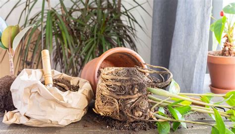 How To Save A Dying ZZ Plant? (+Common Problems & Solutions) » Simplify ...