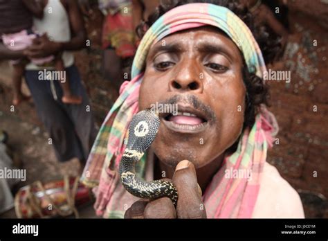 Cobra Snake West Bengal Hi Res Stock Photography And Images Alamy