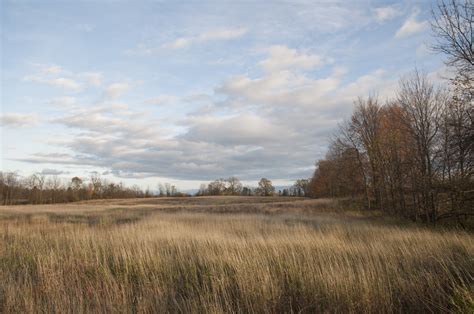 Free Images Landscape Tree Nature Horizon Marsh Cloud Sky