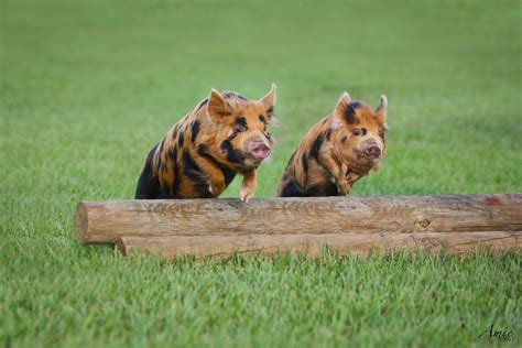 Jumping Pigs By Amie Anderson Photo 30009647 500px