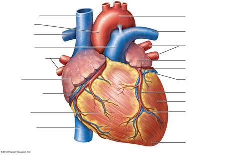 External Anatomy Of The Heart Diagram Quizlet