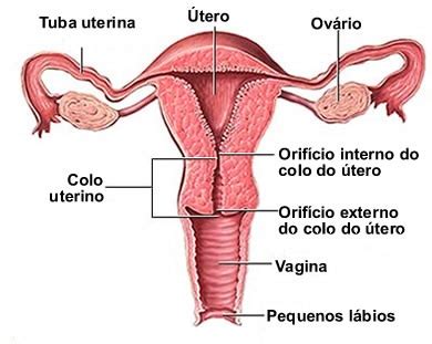 Vagina Fibrosa Telegraph