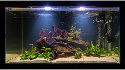 Shades of Aquarium Style: Exploring Black and White Background Options ...