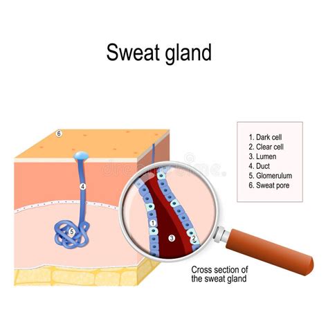 Ghiandole Sudoripare Apocrine Eccrine E Ghiandola Sebacea Sezione