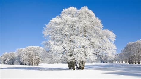 Schnee Warum er für uns und Natur so wichtig ist Planet Wissen