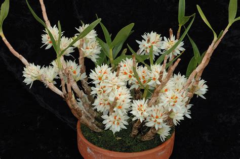 Dendrobium Bracteosum Alchetron The Free Social Encyclopedia