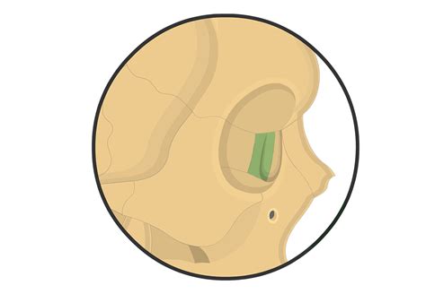 Lacrimal Bone Anatomy | GetBodySmart