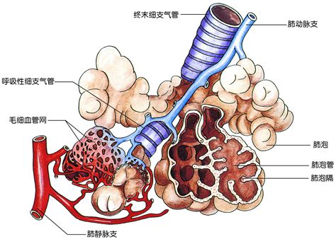 肺的结构 胸心外科解剖 医学