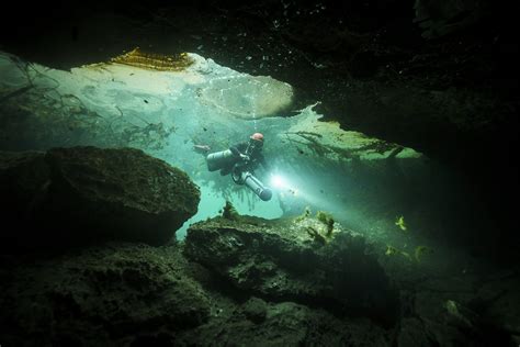 Manatee Habitat Discovered | Klaus Thymann