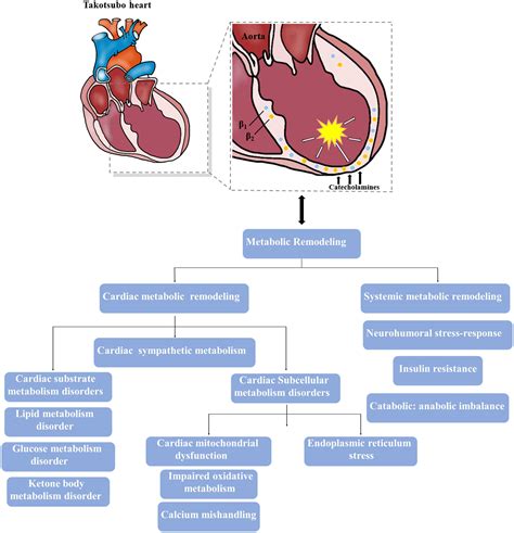 Frontiers Metabolic Remodeling In Takotsubo Syndrome