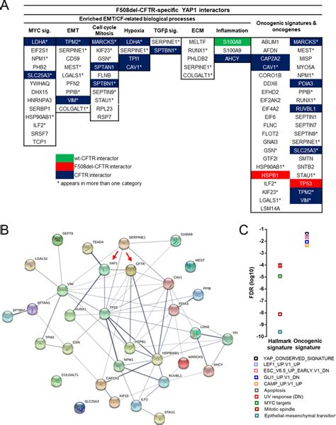 Data Integration Points To Multiple Yap Related Oncogenic Pathways