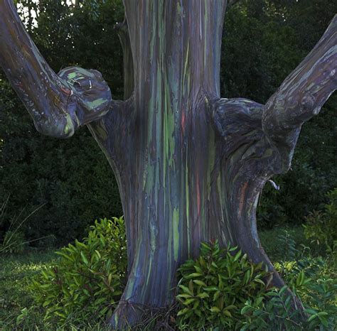 Get Fun Here Living Rainbow Rainbow Eucalyptus Most Beautiful Tree