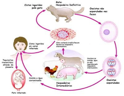 Toxoplasmose O Que E Como Se Pega Clube Dos Bichos