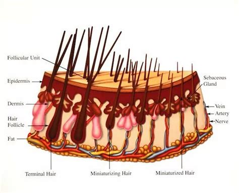 Dr Andr Nel Hsw Clinic Dublin Ireland Hair Follicle