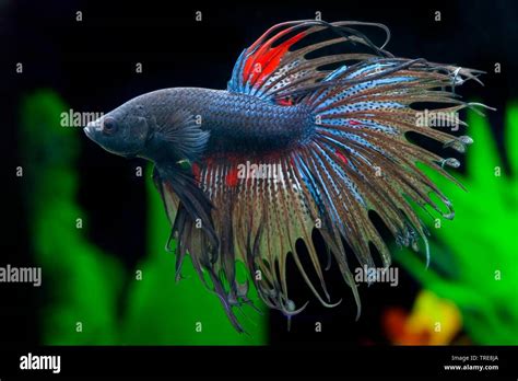 Siamese Fighting Fish Siamese Fighter Betta Splendens Crowntail Red