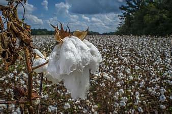 Cotton Bt Cotton Gmo Biotech Cotton Gm Crops Plants India